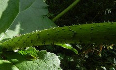 Gunnera tinctoria