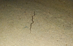 Trimorphodon lyrophanes