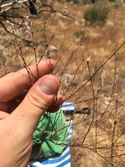 Eriogonum brachyanthum