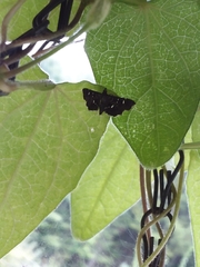 Diathrausta
