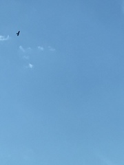 Ictinia mississippiensis