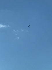 Ictinia mississippiensis