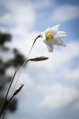 Ixia capillaris
