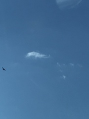 Ictinia mississippiensis