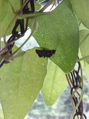 Diathrausta