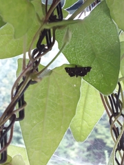 Diathrausta