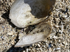Saxidomus gigantea image