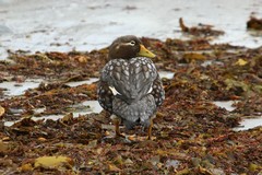 Tachyeres brachypterus