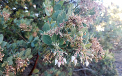 Arctostaphylos pringlei drupacea