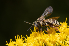 Triepeolus pectoralis