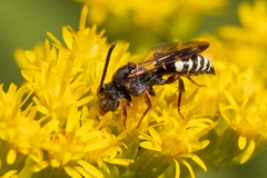 Nomada vicina