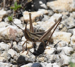 Mermiria intertexta