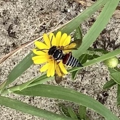 Coelioxys slossoni slossoni