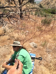 Eriogonum brachyanthum