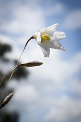 Ixia capillaris
