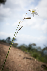 Ixia capillaris