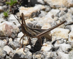 Mermiria intertexta