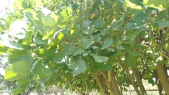 Erythrina flabelliformis