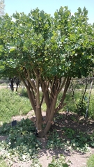 Erythrina flabelliformis