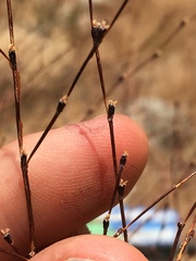 Eriogonum brachyanthum