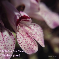 Collinsia tinctoria