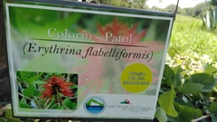 Erythrina flabelliformis