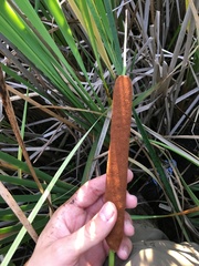 Typha × glauca