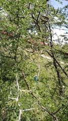 Vachellia farnesiana