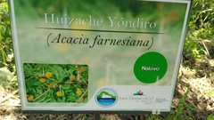 Vachellia farnesiana