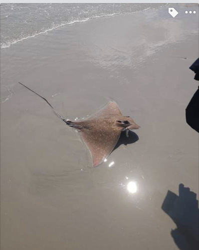 Blue-nosed ray (Myliobatis freminvillei) — Myliobatidae