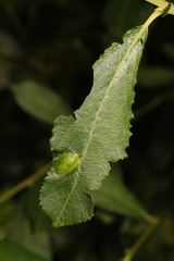 Euura bridgmanii