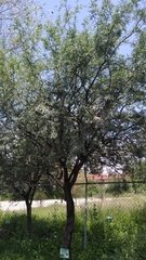 Prosopis laevigata