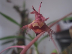 Catasetum roseo-album