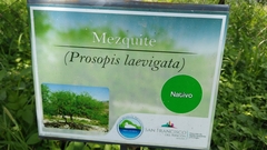 Prosopis laevigata