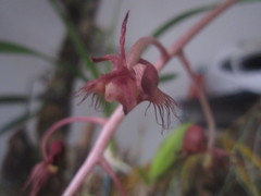 Catasetum roseo-album
