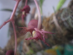 Catasetum roseo-album