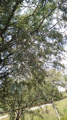 Prosopis laevigata