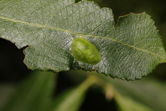Euura bridgmanii