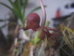 Catasetum roseo-album