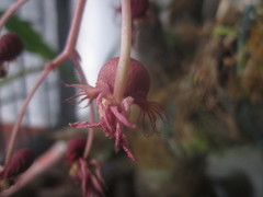 Catasetum roseo-album