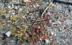 Limonium duriusculum