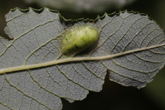 Euura bridgmanii