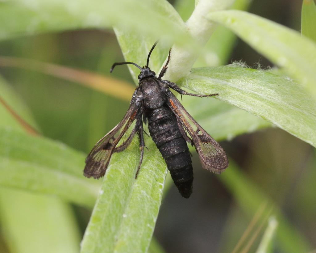 Fireweed Clearwing Moth (DenverBoulder Metro Area Butterflies and