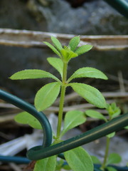 Galium aparine