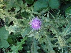 Cirsium vulgare