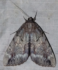 Catocala residua