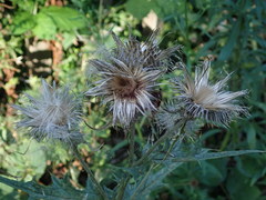 Cirsium vulgare