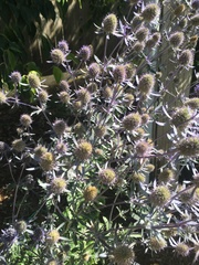 Eryngium planum