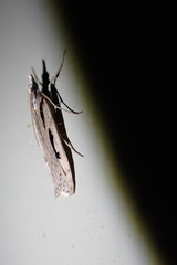 Scoparia rotuella