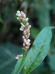 Persicaria maculosa